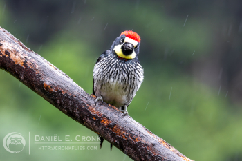 Acorn Woodpecker