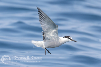 Aleutian Tern
