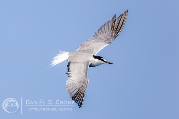Aleutian Tern
