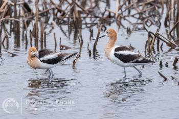 American Avocet