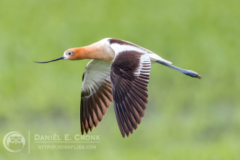 American Avocet