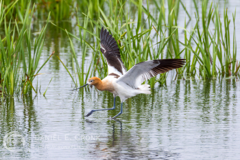 American Avocet