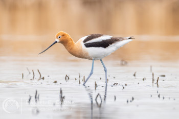 American Avocet