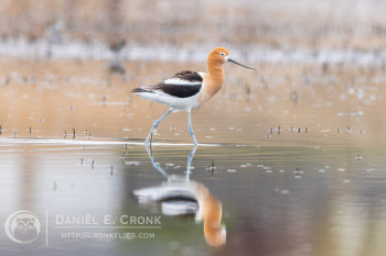 American Avocet