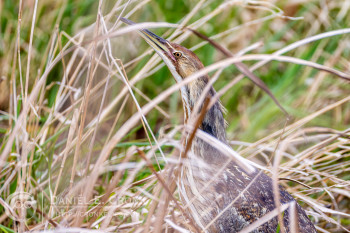 American Bittern