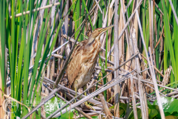American Bittern