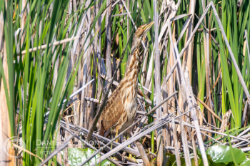 American Bittern