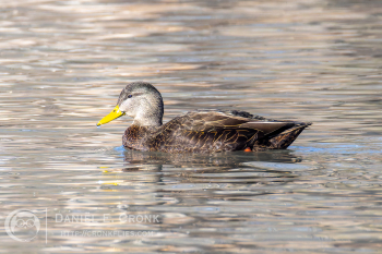 American Black Duck