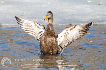 American Black Duck
