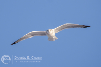 American Herring Gull