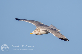 American Herring Gull