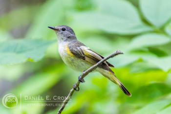 American Redstart