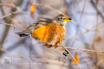 American Robin