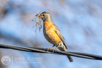 American Robin