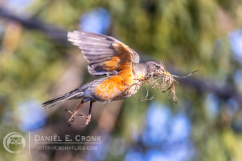 American Robin
