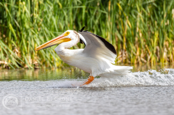 American White Pelican