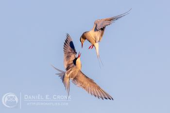 Arctic Tern 
