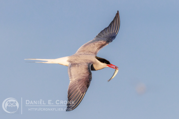 Arctic Tern 