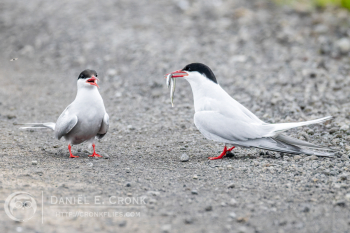 Arctic Tern 