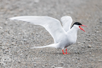 Arctic Tern 