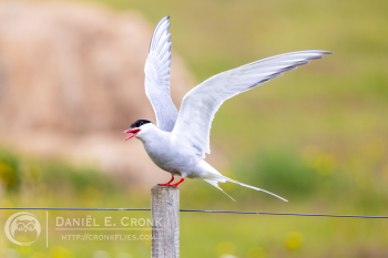 Arctic Tern 