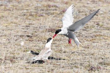 Arctic Tern 