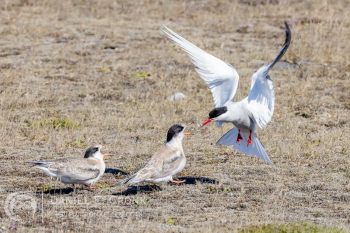 Arctic Tern 
