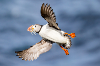 Atlantic Puffin