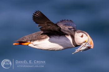 Atlantic Puffin