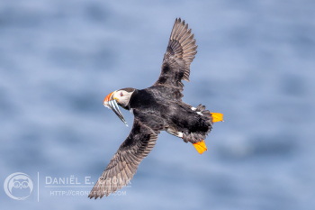 Atlantic Puffin