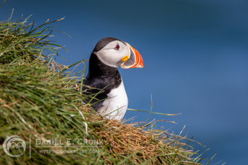 Atlantic Puffin