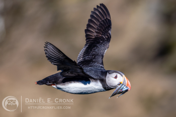 Atlantic Puffin