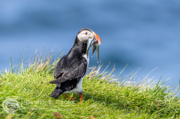 Atlantic Puffin