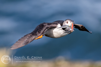 Atlantic Puffin