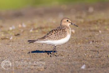 Baird's Sandpiper
