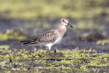 Baird's Sandpiper
