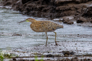 Bare-Throated Tiger-Heron