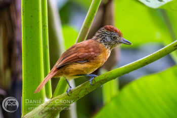 Barred Antshrike