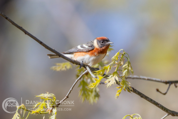 Bay-Breasted Warbler