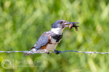 Belted Kingfisher