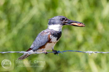 Belted Kingfisher