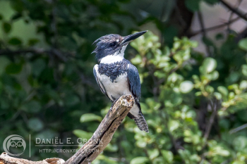 Belted Kingfisher