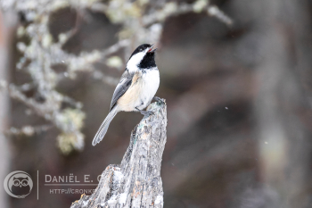 Black-Capped Chickadee