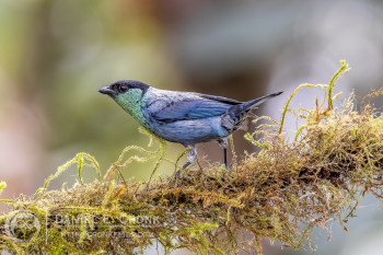 Black-Capped Tanager