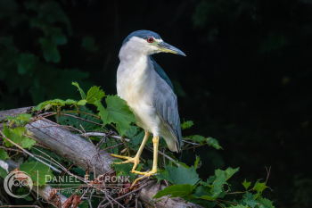 Black-Crowned Night Heron 