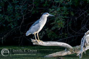 Black-Crowned Night Heron 