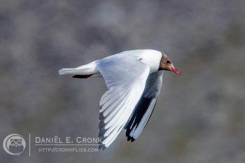 Black-headed Gull