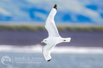 Black-legged Kittiwake