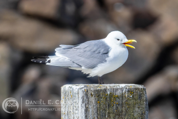 Black-legged Kittiwake