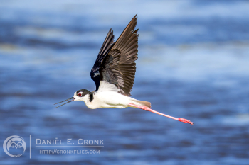 Black-Necked Stilt